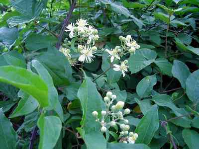  Image name: vitalba4.jpg 
 width: 400 pixel 
 height: 300 pixel 
 Size: 16461 bytes 
 Click to enlarge 